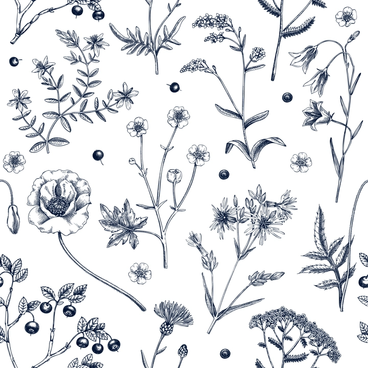 Summer background with flowers and berries. Wildflowers seamless pattern in sketch style. Herbs, meadows, flowering plants vector illustrations. Floral design in engraved style for textile or fabric